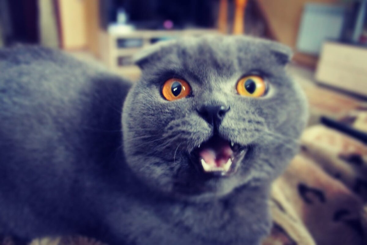 Кот врезался в пылесос и возмущается. Сам же виноват!