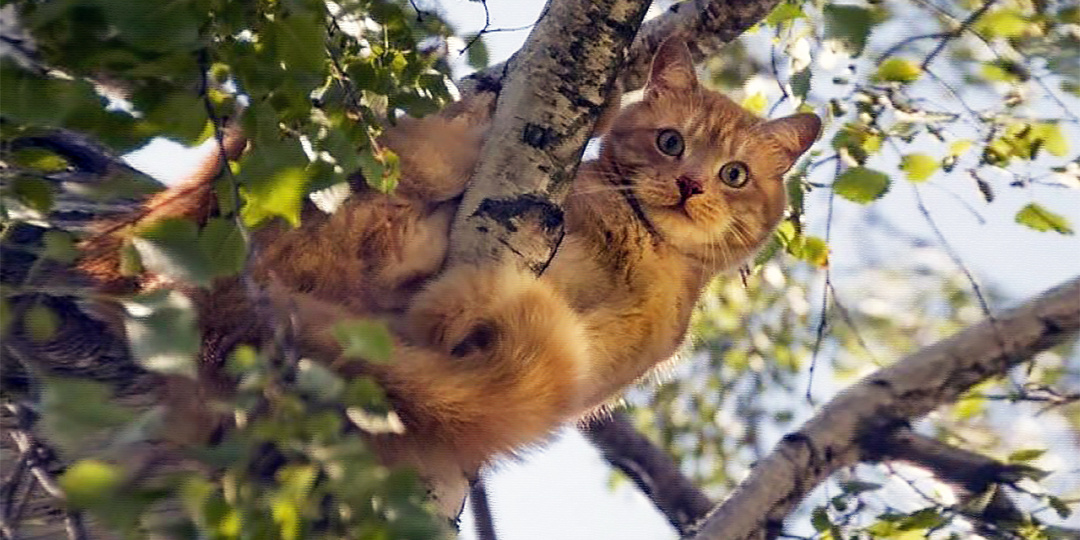 Один день счастливого кота
