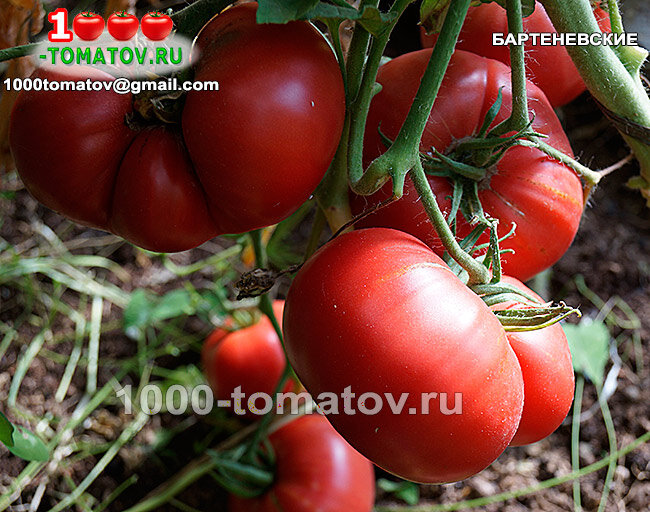 Томат Бартеневские фото 1