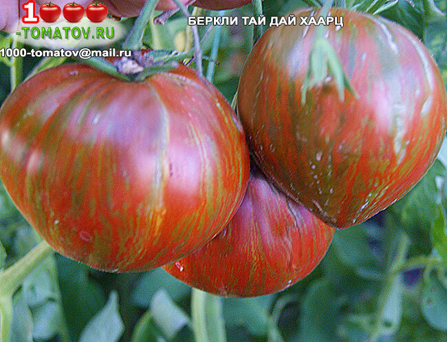 Томат Беркли Тай Дай Хаарц Berkeley Tie Dye Heart фото 2