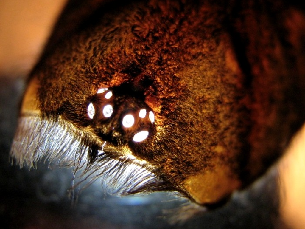 У паука запросто может быть и восемь глаз.