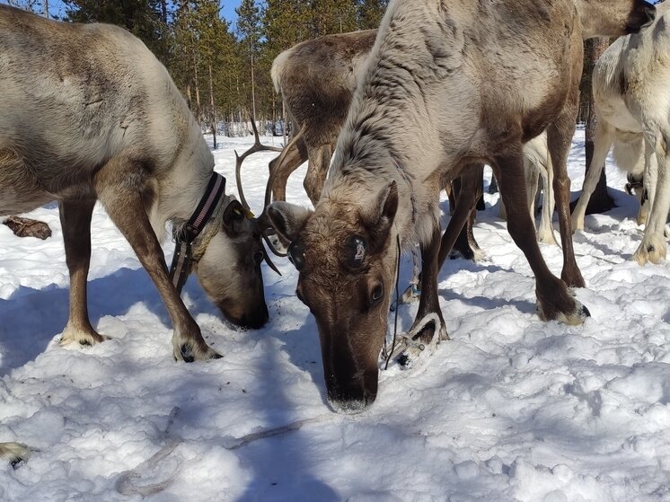     Для северян с давних времен олень – это и пища, и одежда, и транспорт. Фото: МК в Мурманске