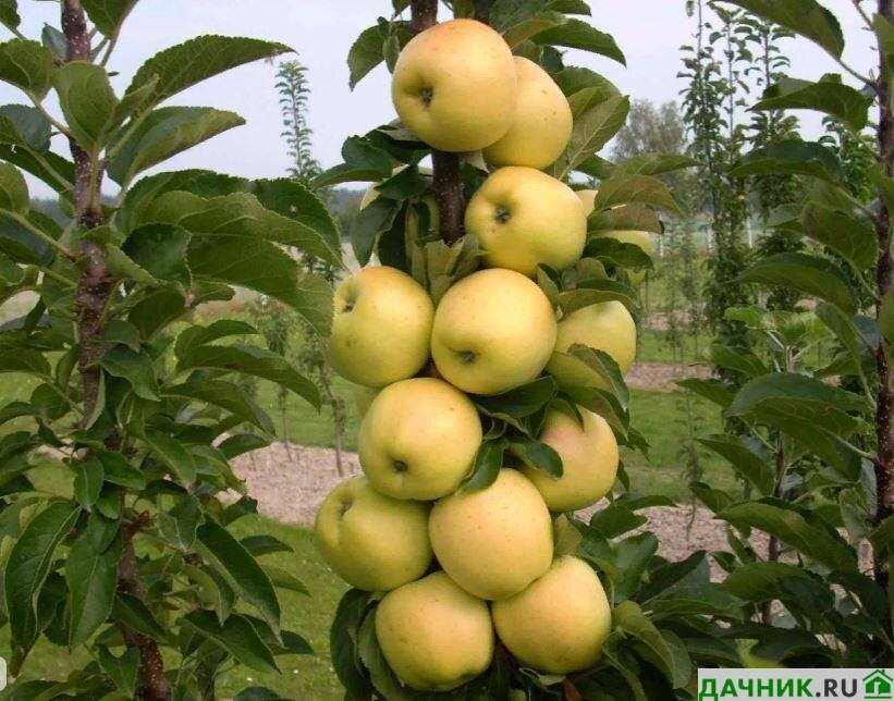 Характеристики яблони Каскад