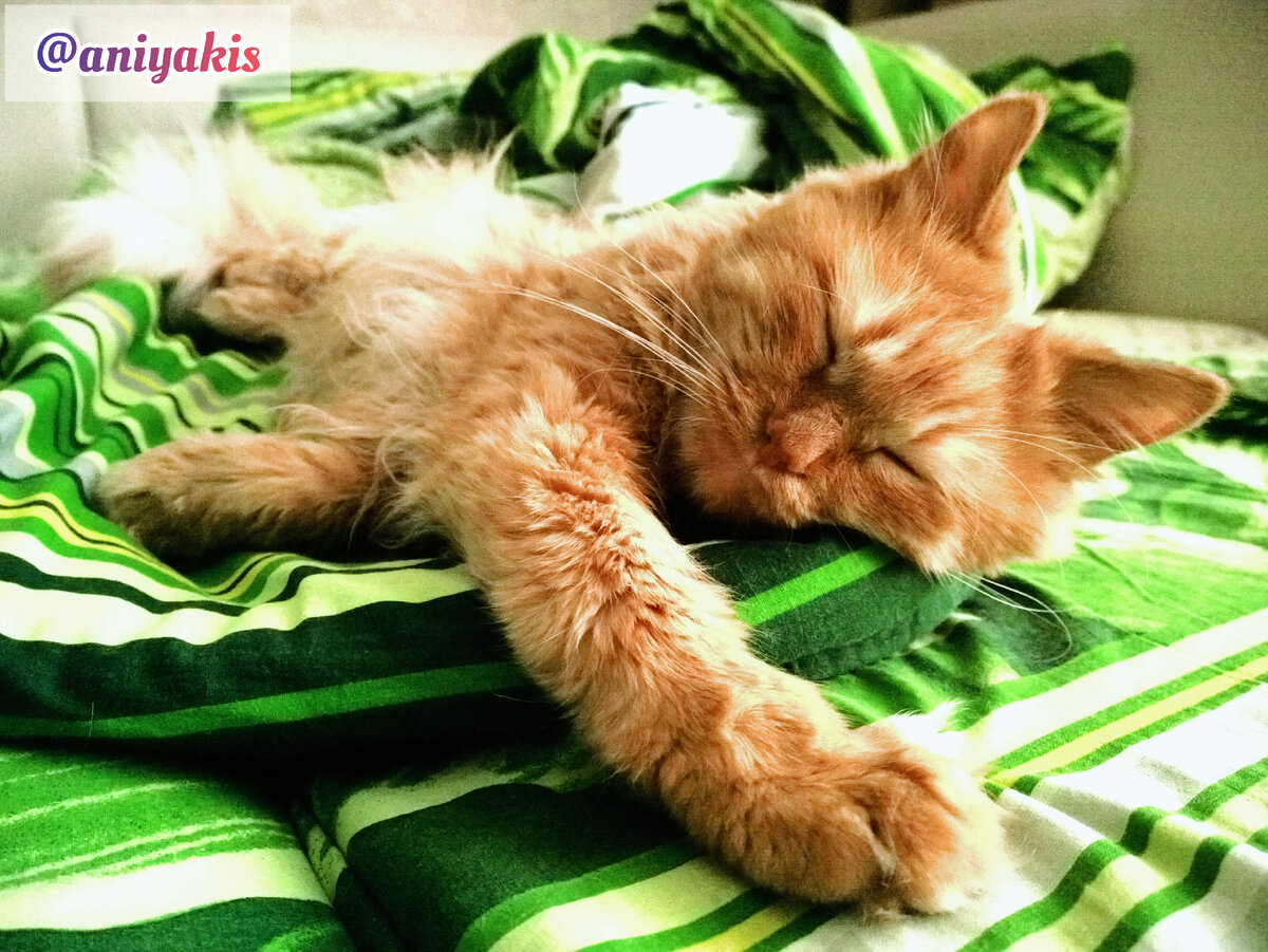 Рыжий кот Анфис отдыхает