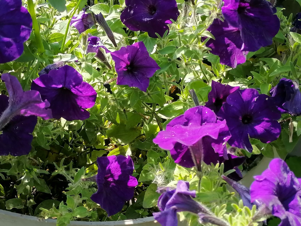 Петуния Водопадия синяя, фото автора