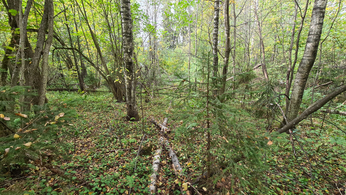 Где то в Подмосковном лесу...