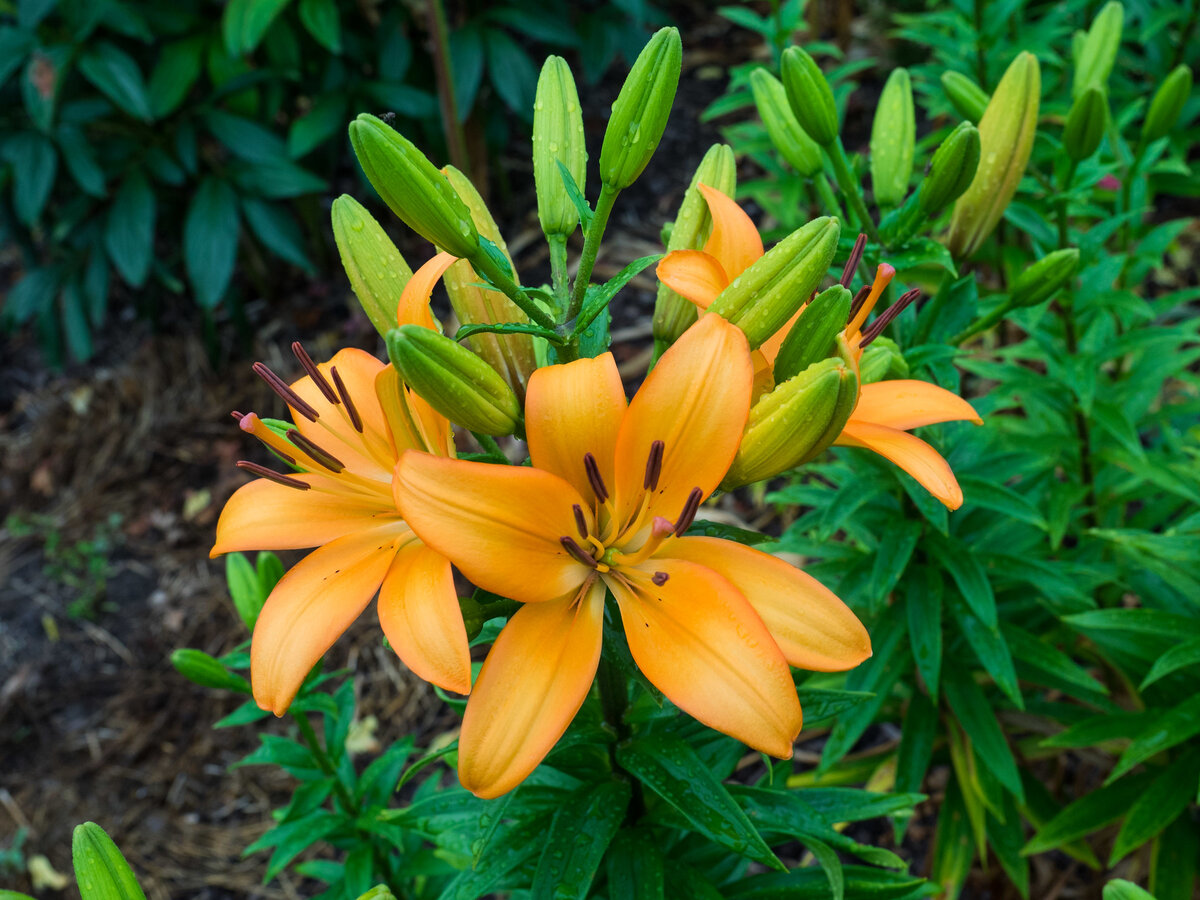    Залог красоты лилии -- правильная посадка и уход осеньюF. D. Richards / Flickr.com