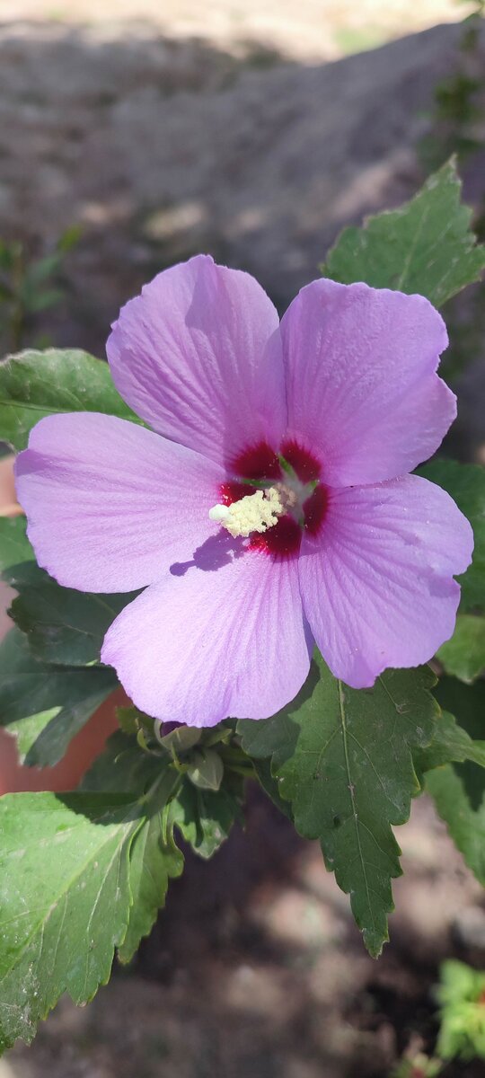 Наше цветущее дерево 🌸