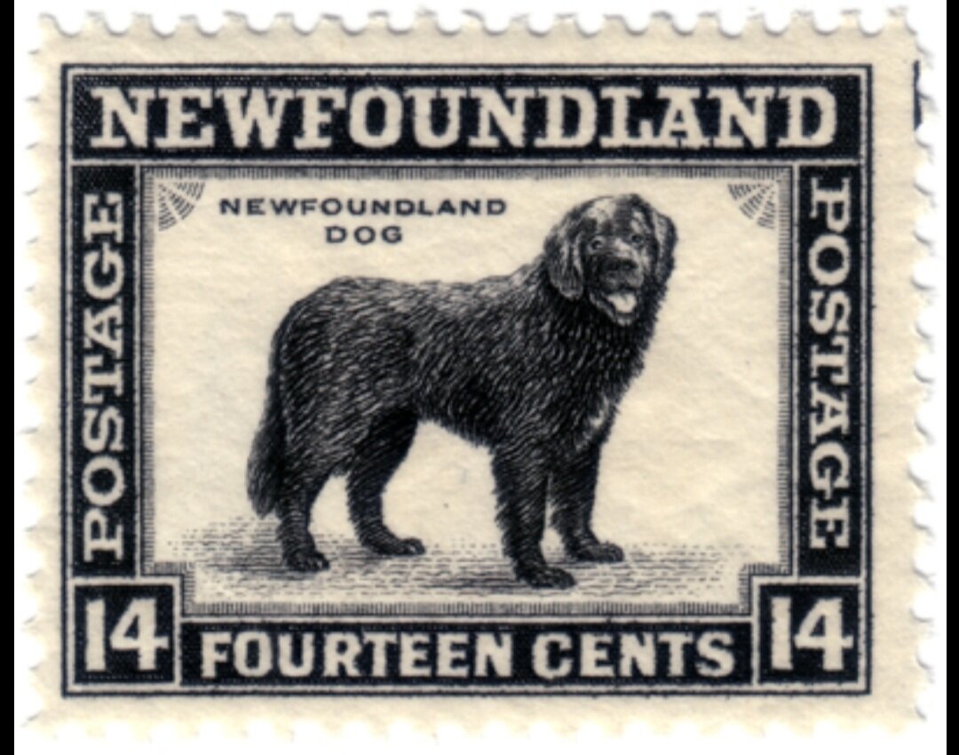 Кто открыл ньюфаундленд. Почтовые марки ньюфаундленд. Марки ньюфаундленда собака. Ньюфаундленды история. Ньюфаундленд колония.