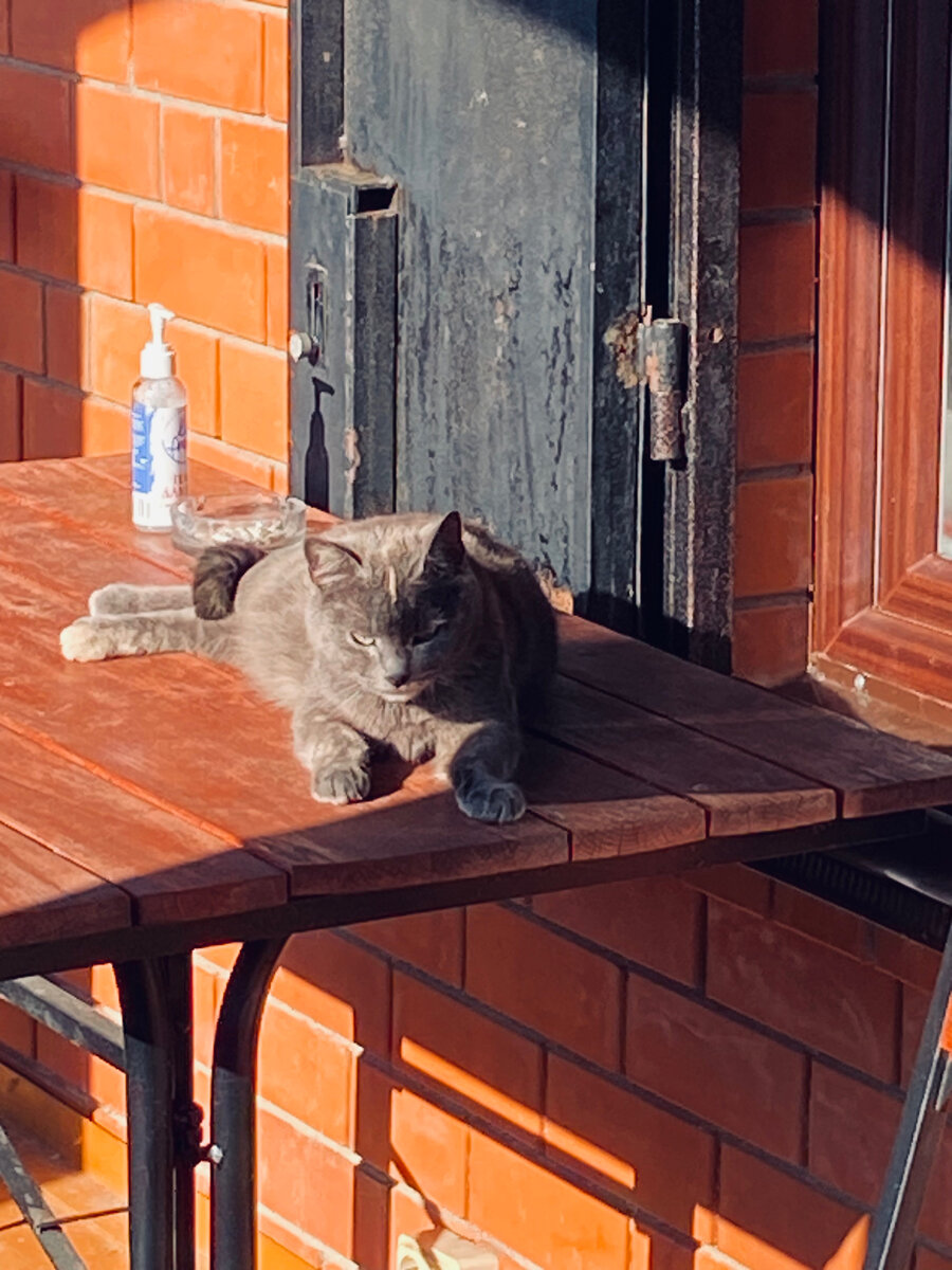 Мышка отдыхает на солнышке. Везде фото автора.