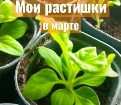 Черенки петунии