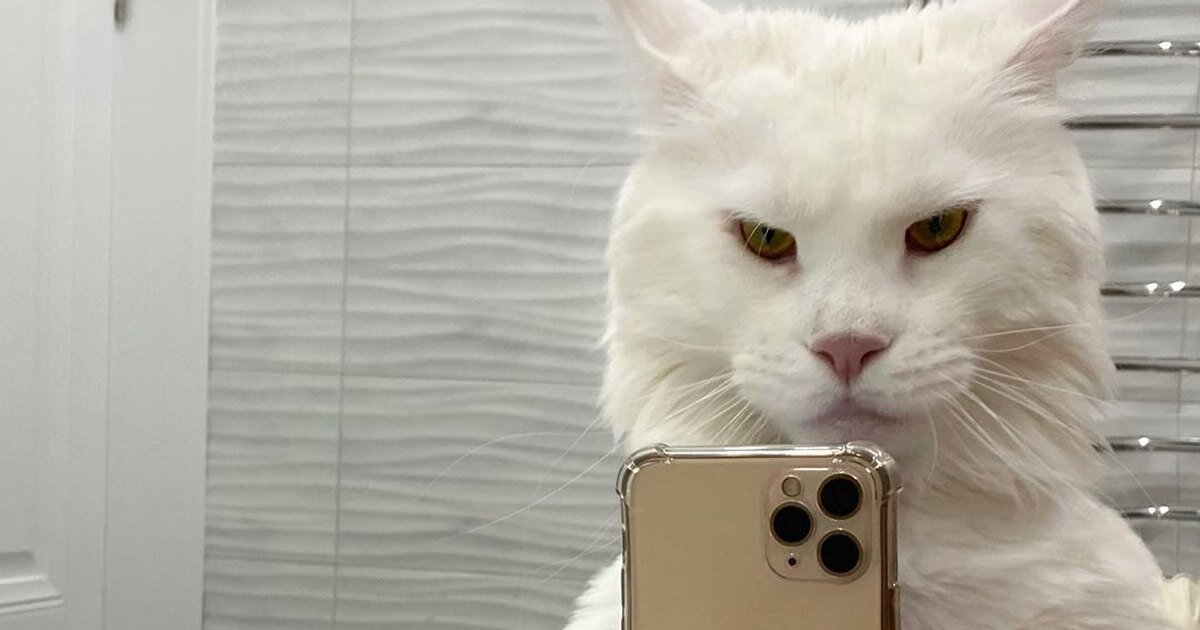     Как поживает мейн-кун Кефир? Огромный кот из России продолжает покорять зарубежную прессу