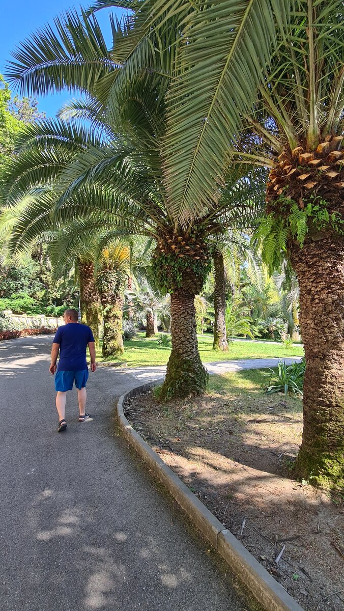 Пальмы. Их так много. Дорога, ведущая к самой верхней точке дендрария. Можно доехать на специальном электромобиле за 200 руб/чел, а можно пешком.