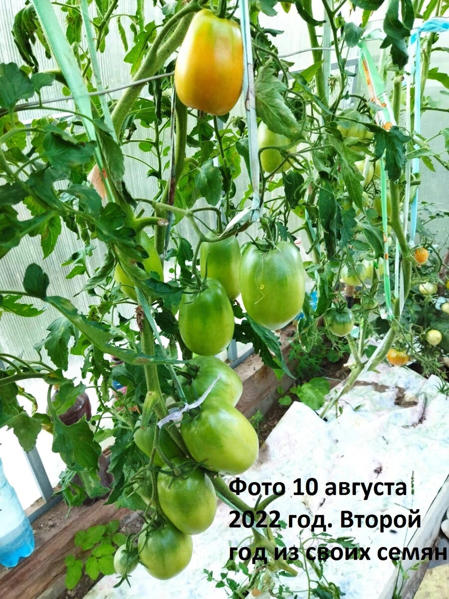 Ослиные уши