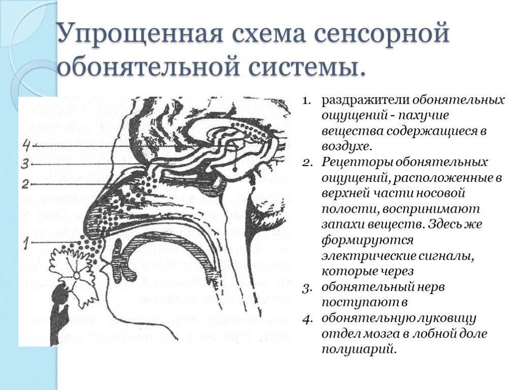 Обонятельный анализатор. Схема периферического отдела обонятельного анализатора. Обонятельная сенсорная система строение. Центральный отдел обонятельного анализатора схема. Периферический отдел обонятельной сенсорной системы.