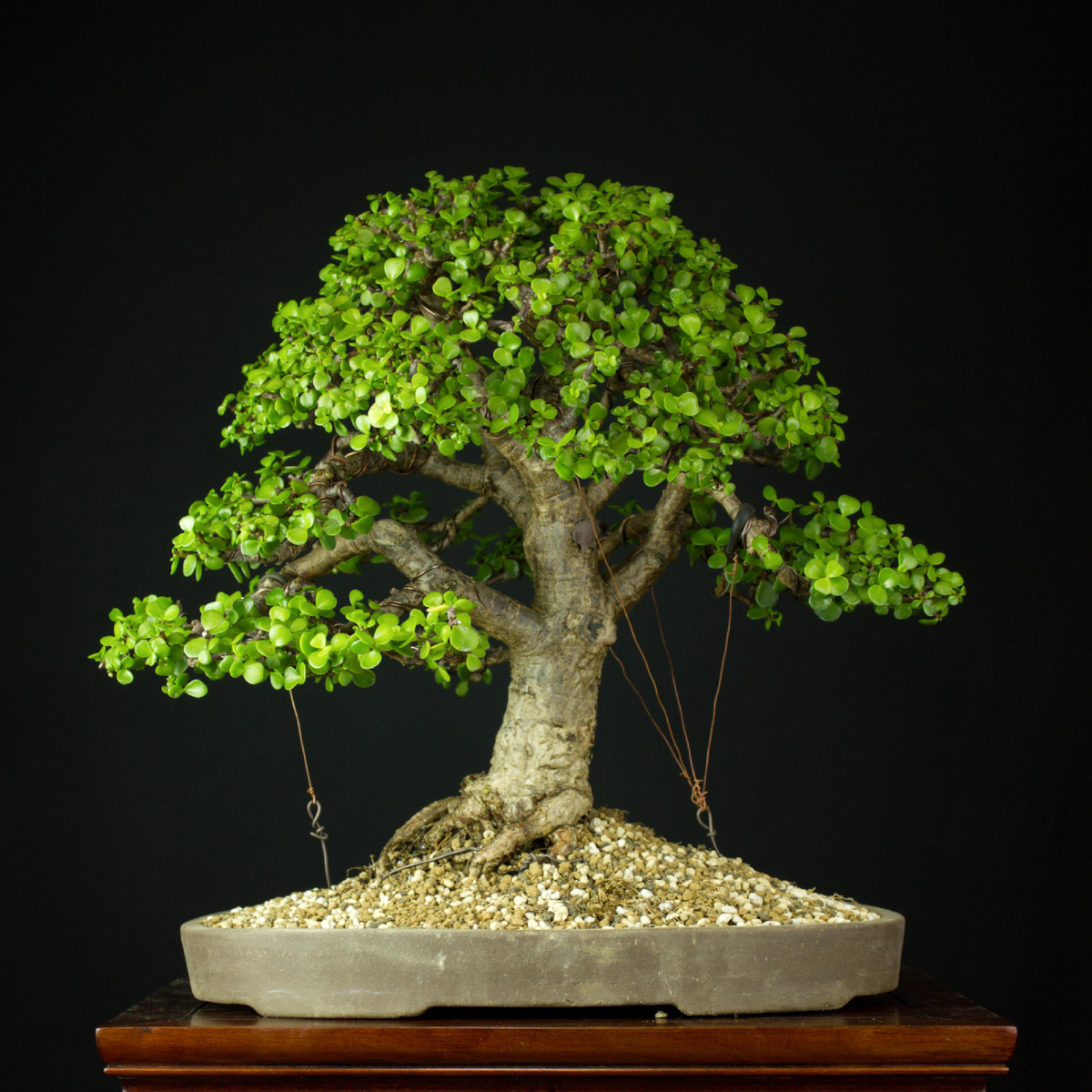 Источник: Reddit.com/r/Bonsai/