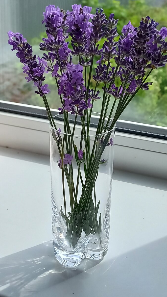 Лаванда, теперь и зимой будет напоминать о лете.