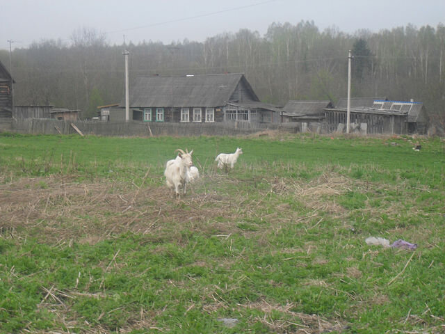 Все фрир в этой подборке из интернета той деревни, где мы жили.