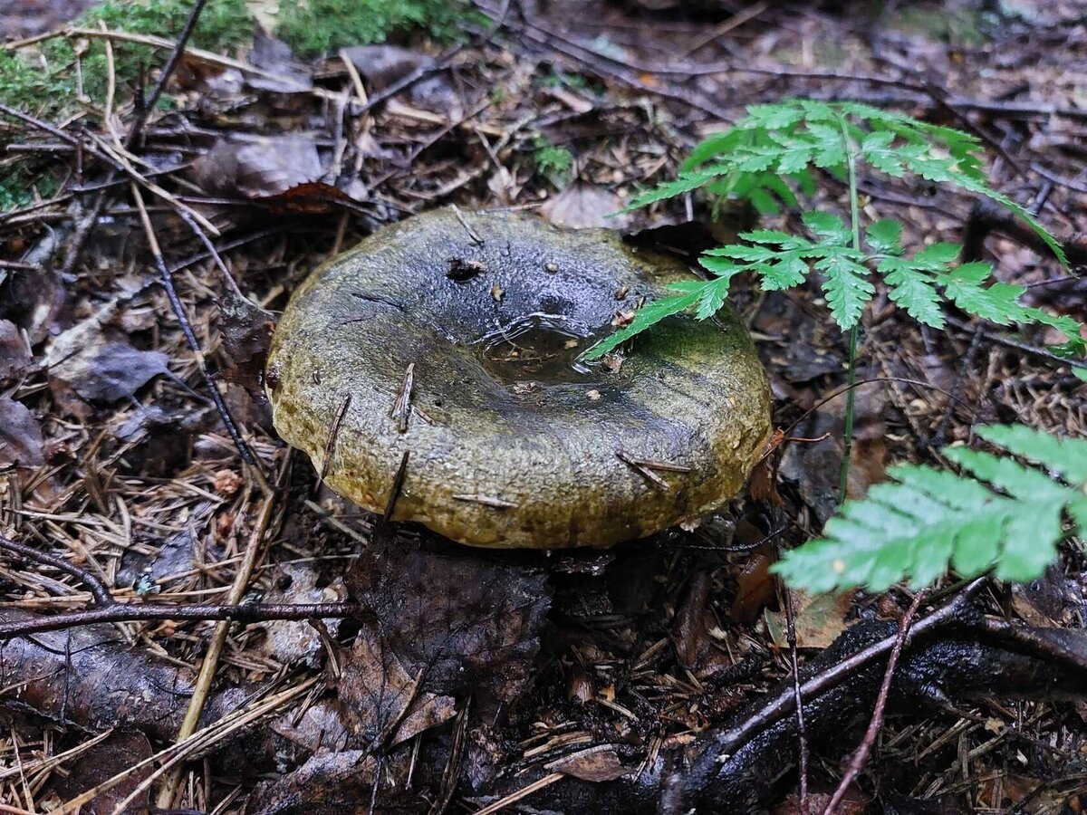 Черный груздь