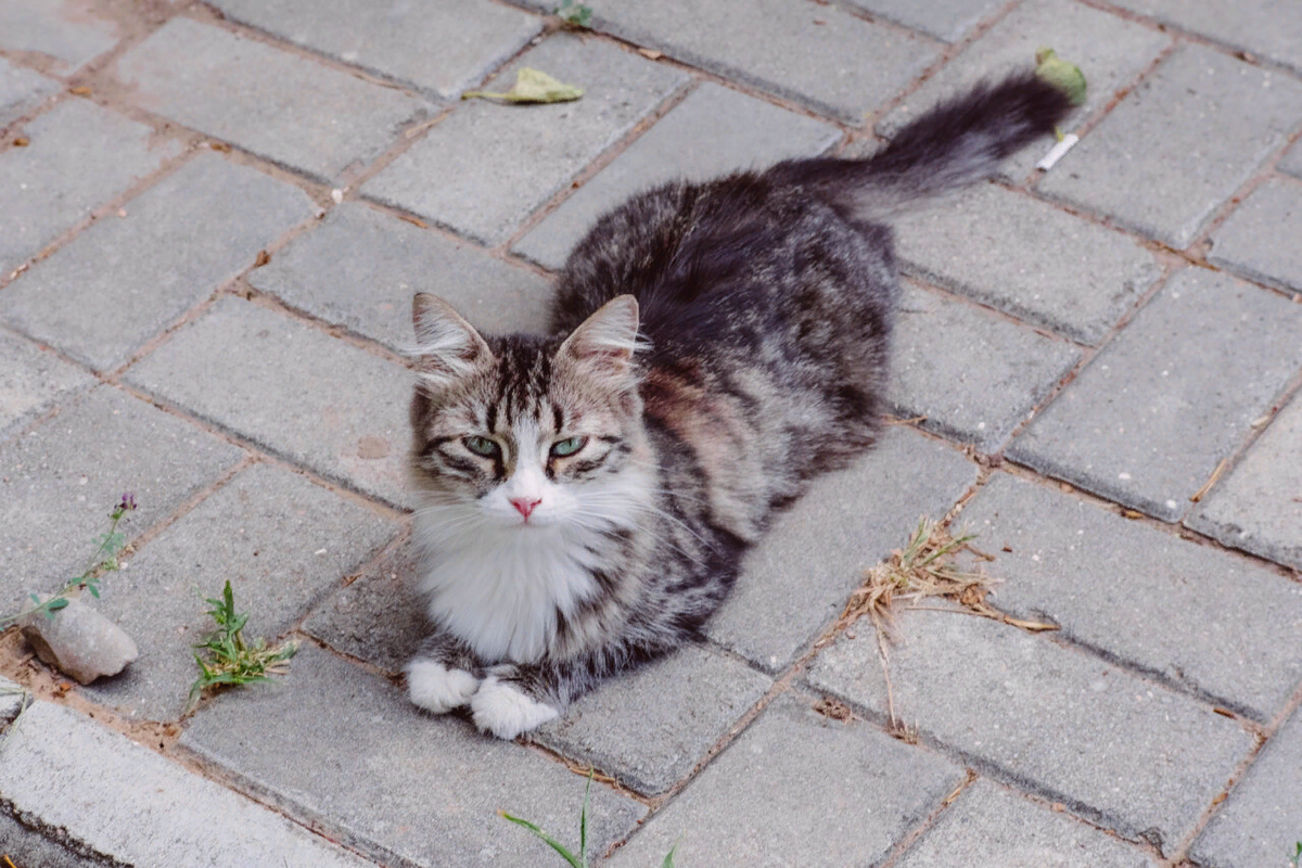 🐱Стерилизация беременных кошек: можно ли проводить, какие минусы и какие  риски | Нос, хвост, лапы | Дзен