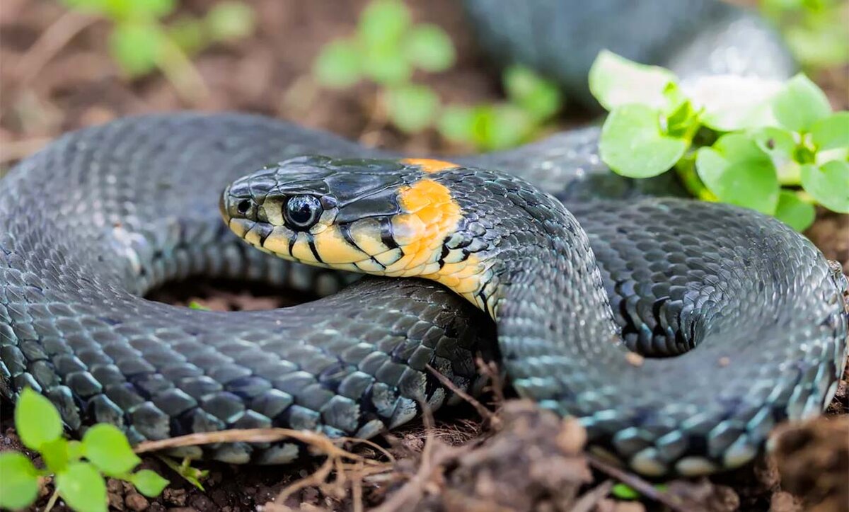 Уж, как домашнее животное 🐍 | Маисовые полозы | Дзен