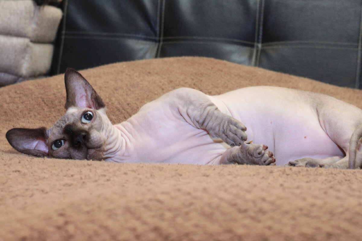 МАЛЬЧИК ПОРОДЫ БАМБИНО НА КОРОТКИХ ЛАПКАХ. 10 месяцев. Chalikson Baton