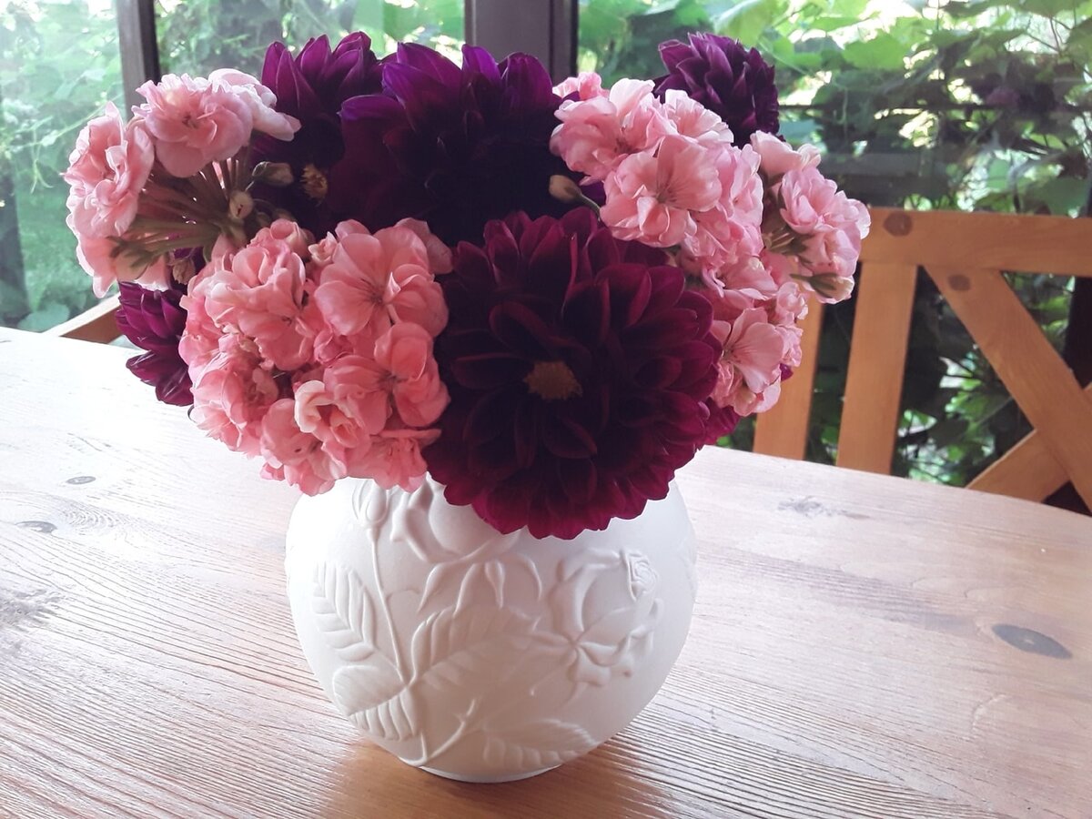 Розовые пеларгонии и "черные" георгины