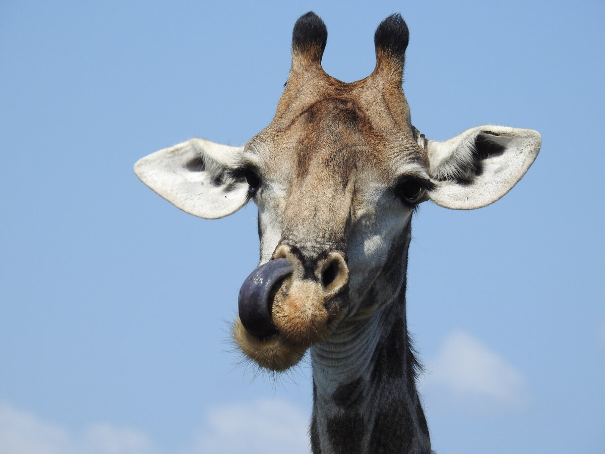 У жирафа 45 см. Интересные факты про жирафа | Смарт Клуб - самые интересные  факты | Дзен