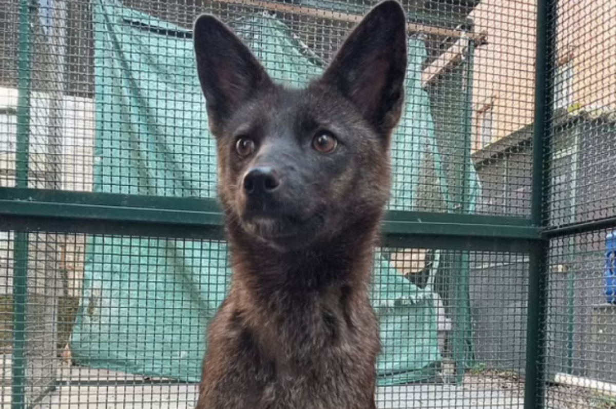    В Бразилии обнаружили первый в мире гибрид лисы и собаки