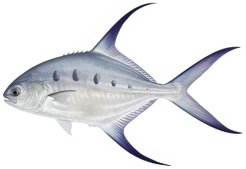 Trachinotus botla