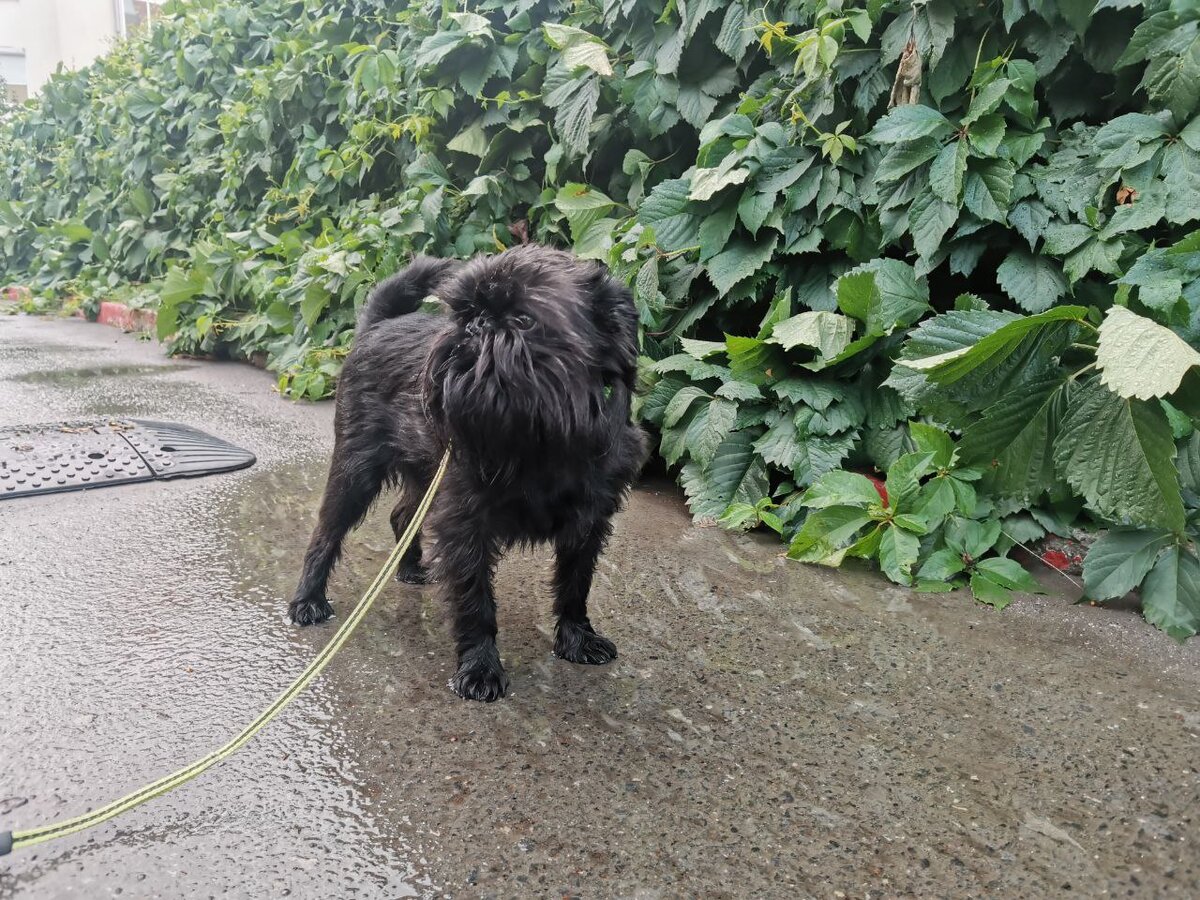 Вудик гуляет