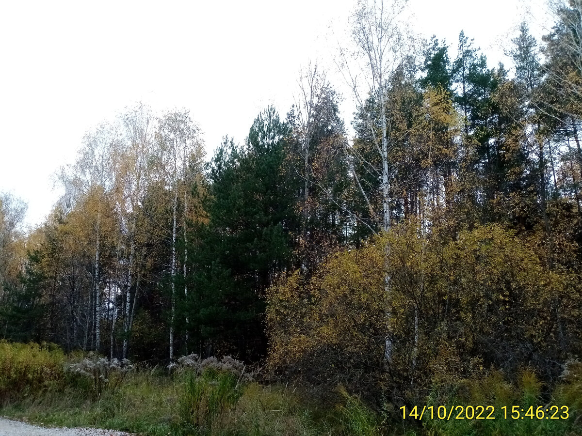 В прошлом году на Покров лист с берёз ещё не облетел полностью