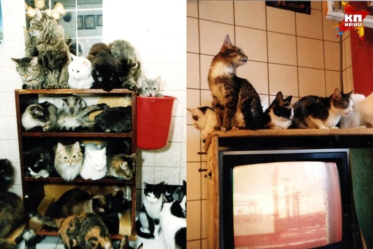 Коты везде, представьте, какой стоит запах... Фото: Андрей КОПАЛОВ\Архив КП-Новосибирск