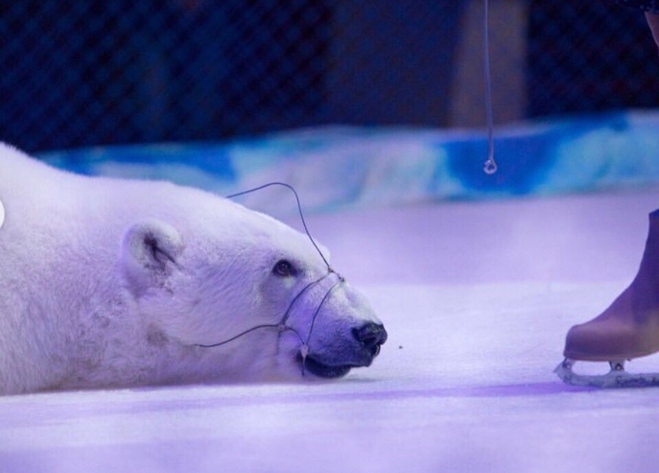 Фото из открытого источника сети Интеренет