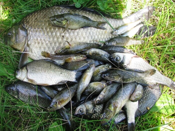 карась. карась и бычок. декоративный карась в аквариуме. карась и бычок. карась на волге.