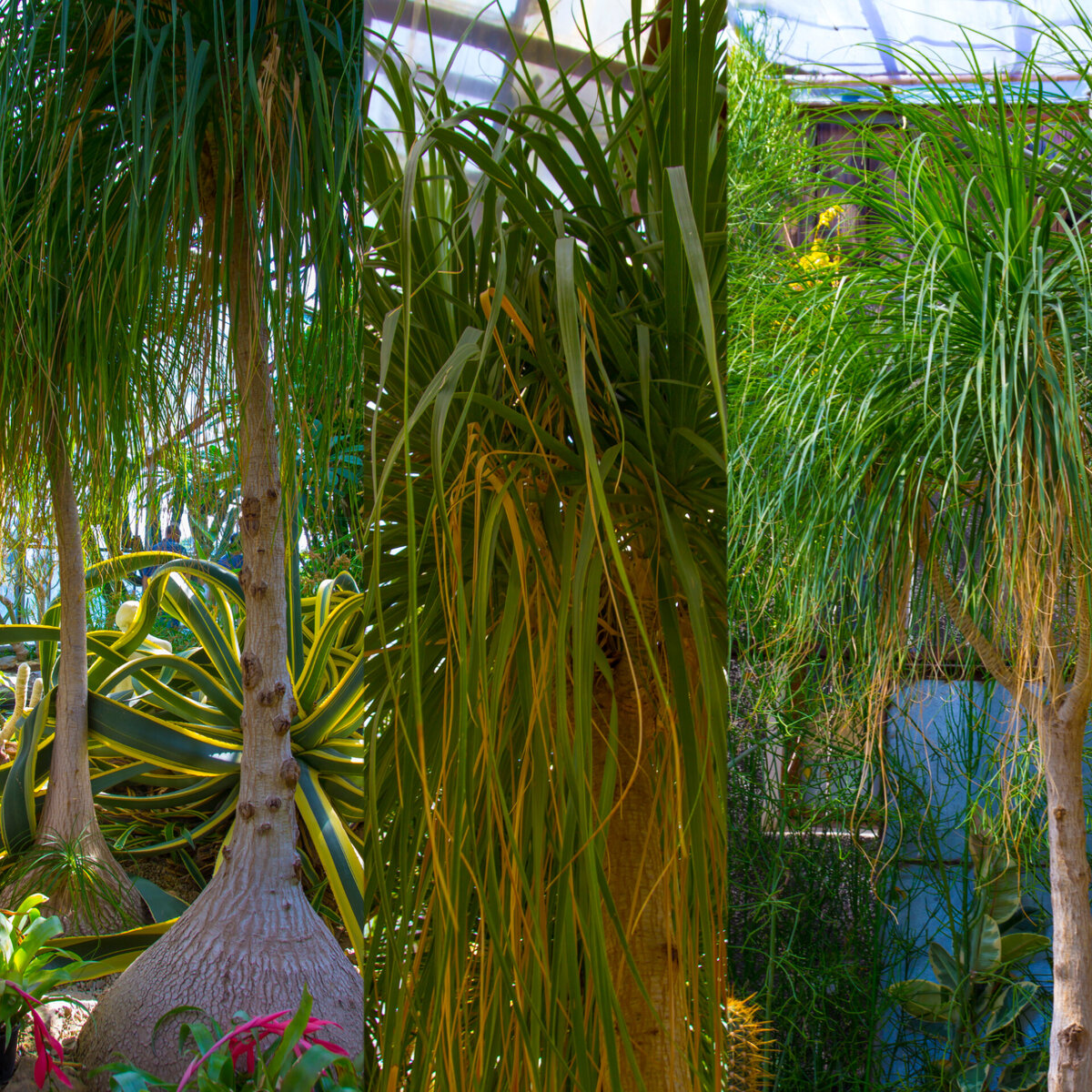 Бильбергия