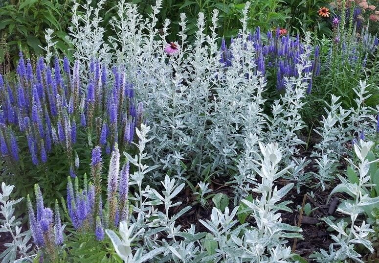 Полынь и вероника