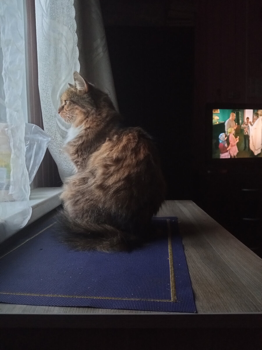 Кошка у окошка. 