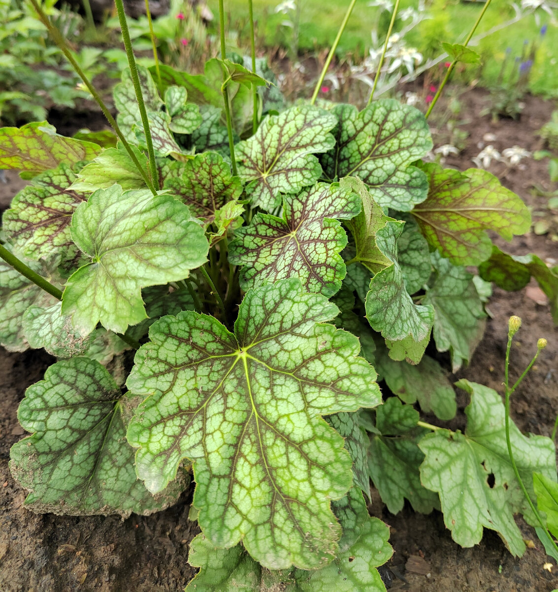 Гейхера сорта Грин Спайс ( Green Spice). 