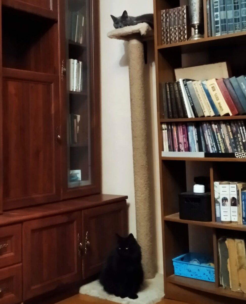 когда Офира захочет, она просто уйдёт