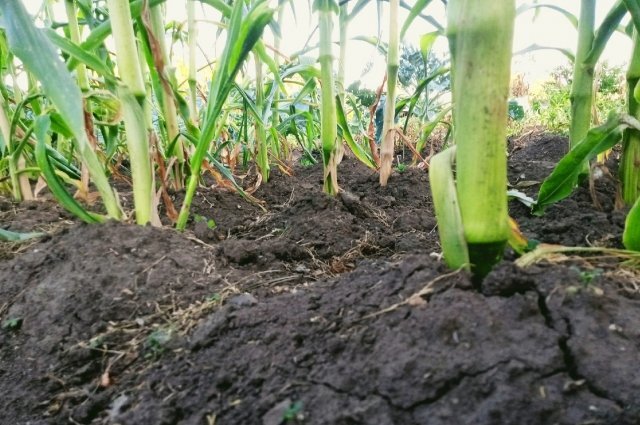    Правда ли, что в Центральной России в июле ожидается засуха?