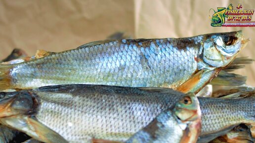 Вяленая рыба сырого-тузлучного посола. Какой посол рыбы лучше, сухой или мокрый ?