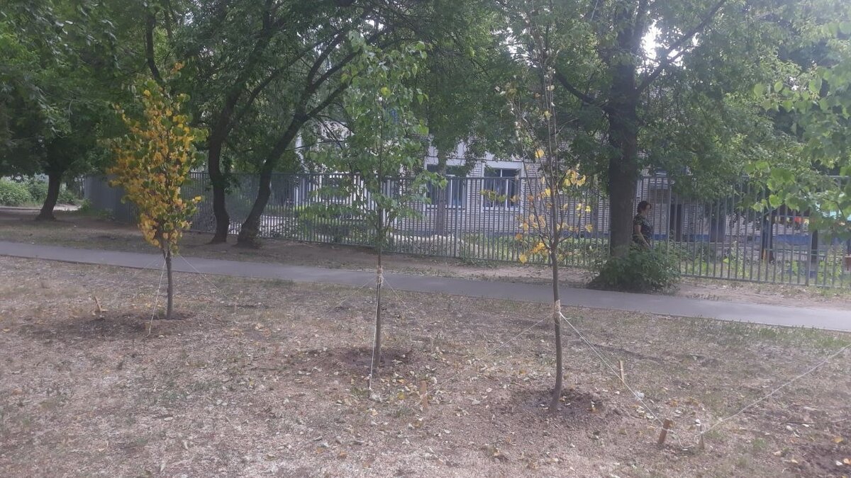     В Московском районе Казани местные жители ужаснулись посаженным работниками управляющей компании саженцам липы. Соответствующее обращение появилось в Telegram-канале городской администрации.