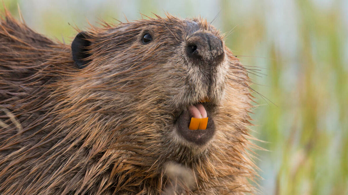 Интересный факт