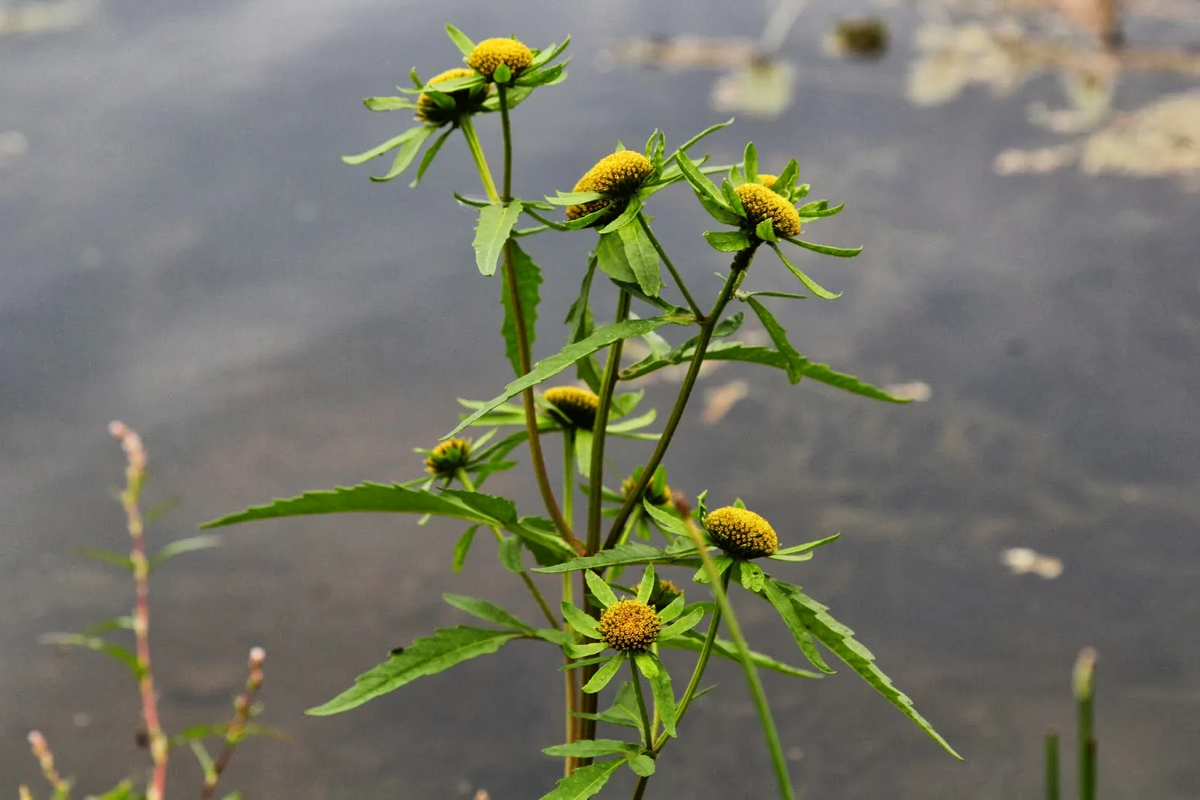 Череда трёхраздельная