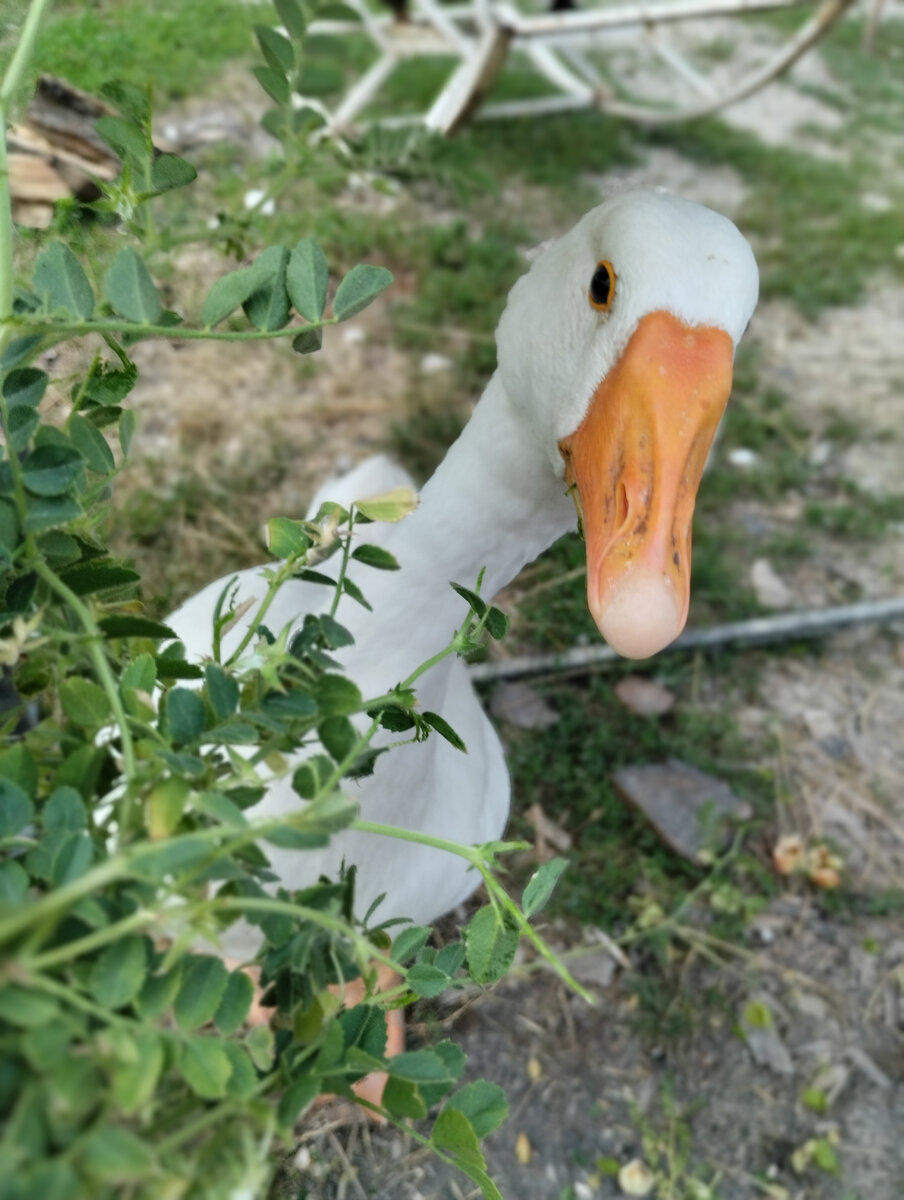 Ешь? А мне не даешь? 