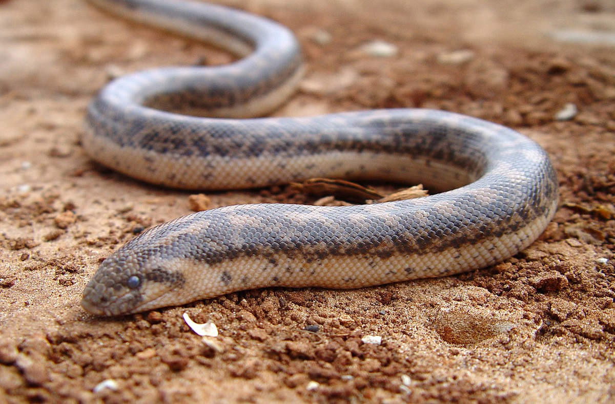 Плоская морда змеи работает как лопата. Ею рептилия способна копать норы и пробираться по ним. 