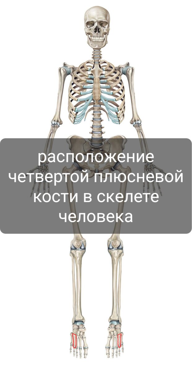 Косте 5 лет. Келлер 2 разрушение 2 костей. Клиновидная кость на ноге. Кость d1. На чем держатся кости.