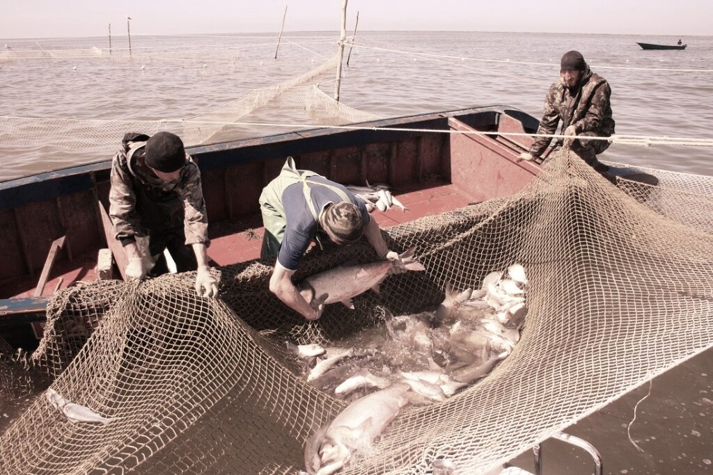 ловля рыбы неводом. бредень рыболовный. ловля рыбы неводом. рыбалка неводом. ловля рыбы неводом.