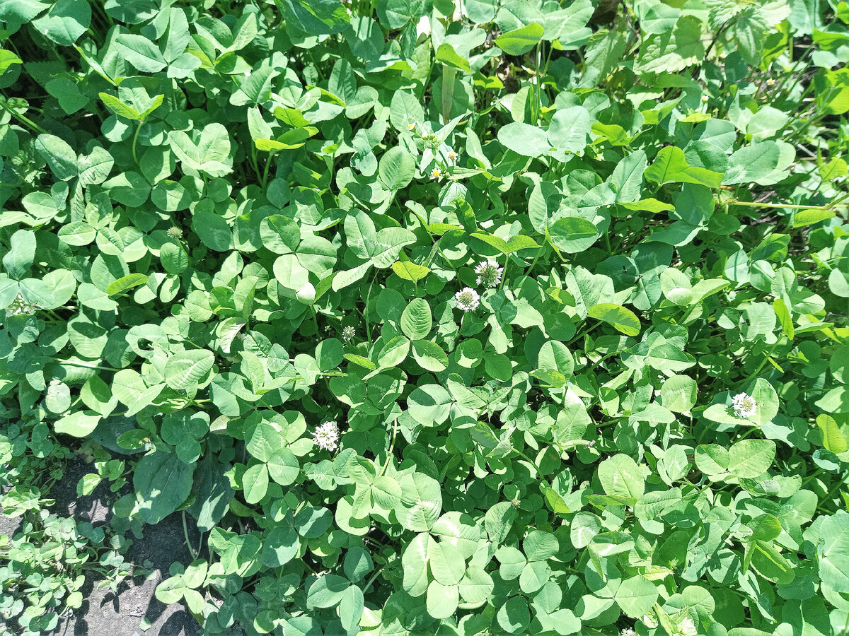 много клевера